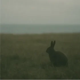 A rabbit sitting alone, representing rare species at risk